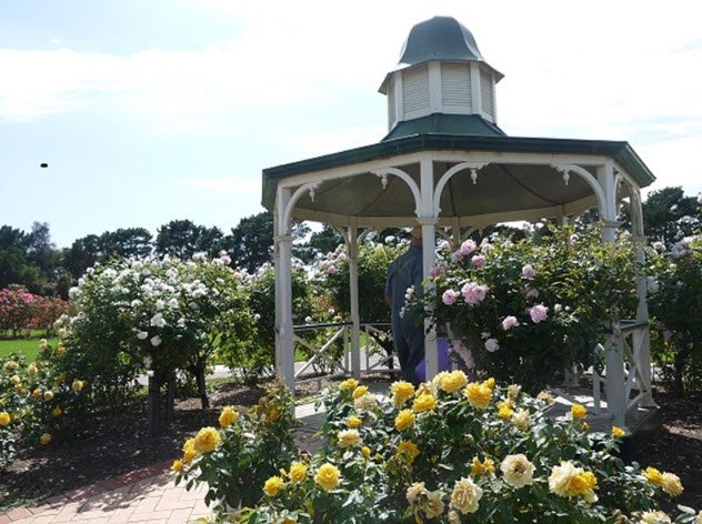 Victoria State Rose Garden, Australia